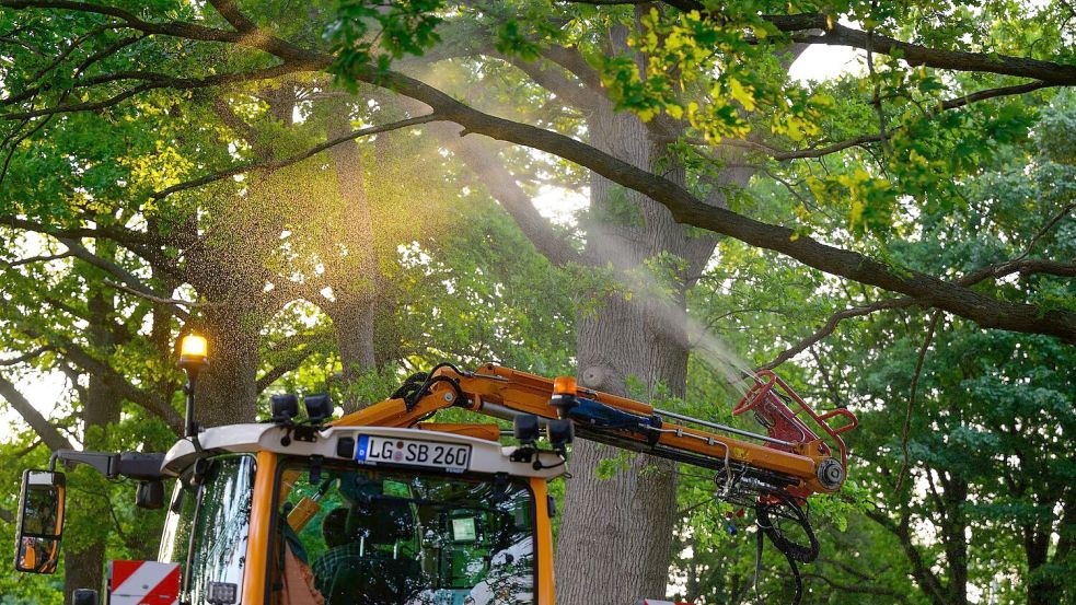 An einer Landstraße wird ein biologisches Mittel mit Nematoden gegen den Eichenprozessionsspinner versprüht. Foto: Philipp Schulze