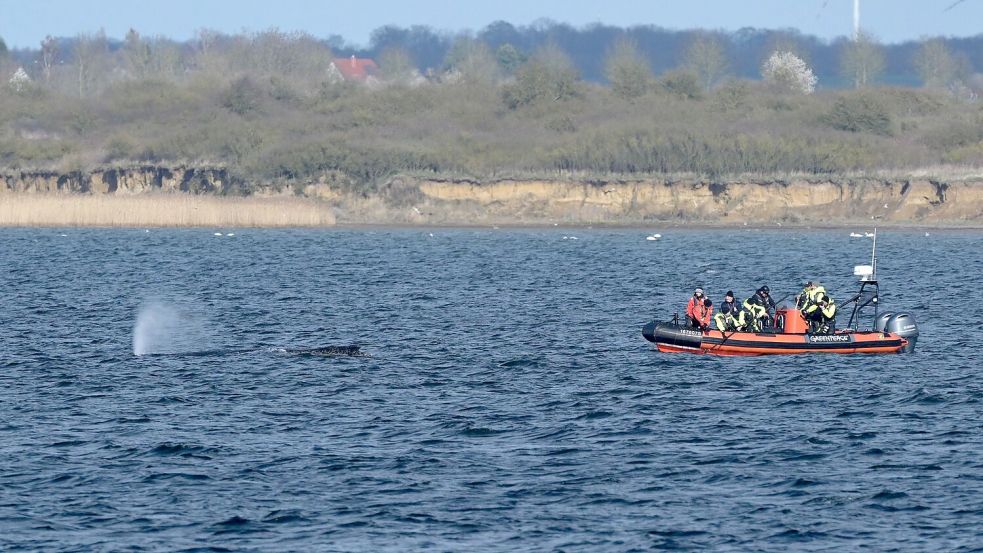 Der Buckelwal wurde nach dem Abtauchen wieder vor Wismar gesichtet. Foto: Stefan Sauer
