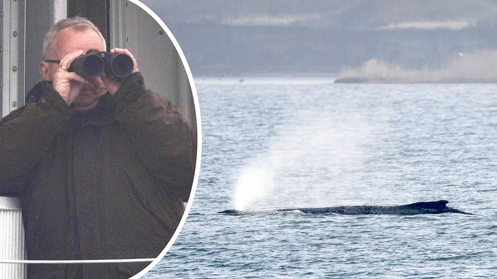 Keine Peilsender im Einsatz: Bei der Verfolgung des Buckelwals in der Ostsee muss man auf seine Augen vertrauen. Hier sucht MV-Umweltminister Till Backhaus mit einem Fernglas nach dem Meeresriesen. Foto: dpa/Philip Dulian