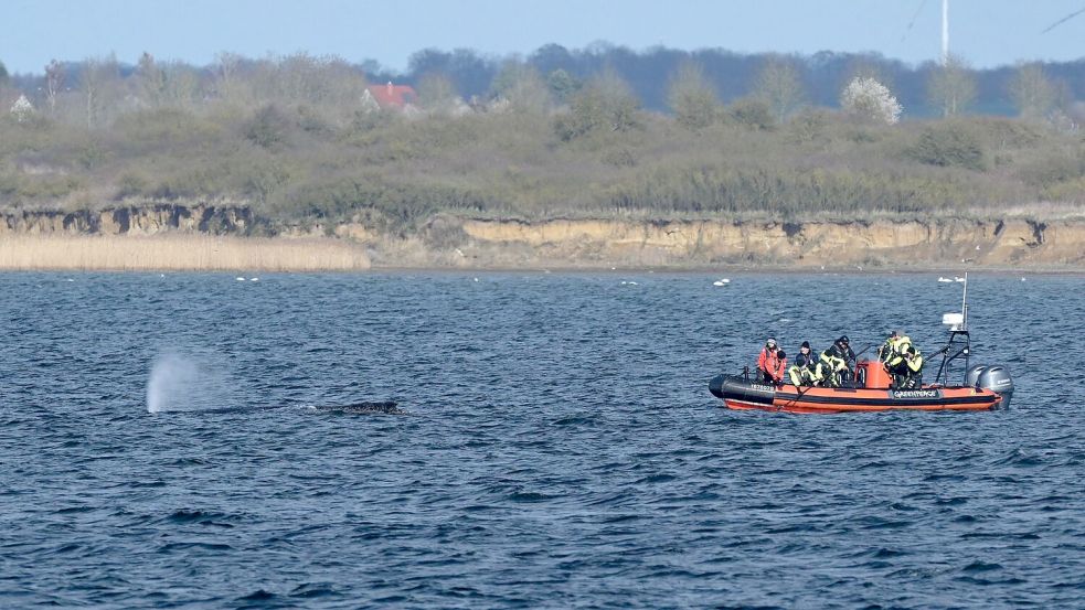 Buckelwal wurde erneut gesichtet. Foto: Stefan Sauer