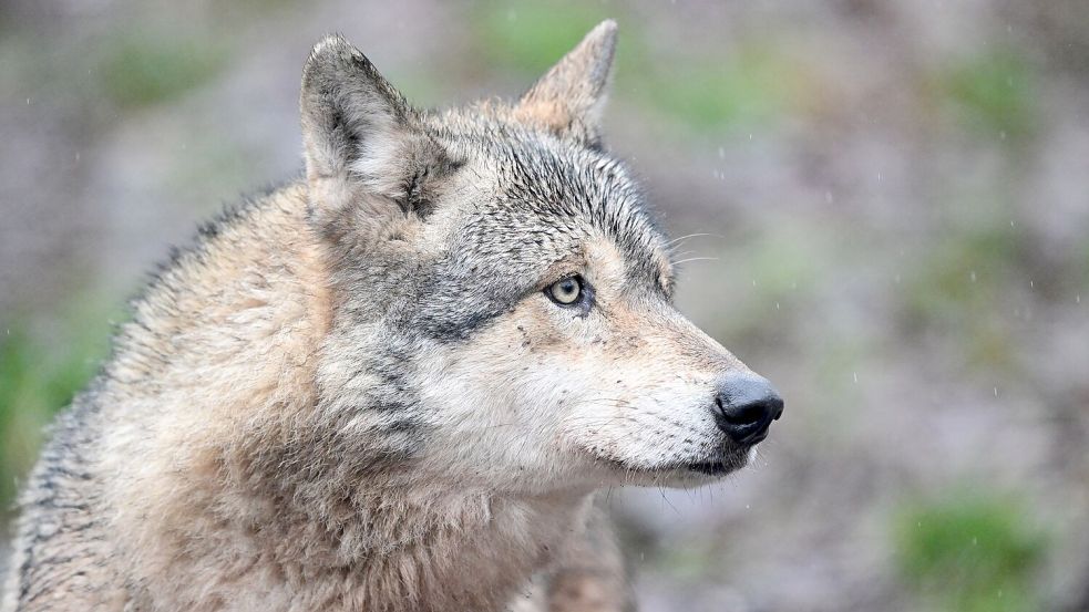Ein Wolf verletzt eine Frau in der Einkaufsmeile Große Bergstraße. (Symbolbild) Foto: Bernd Weißbrod