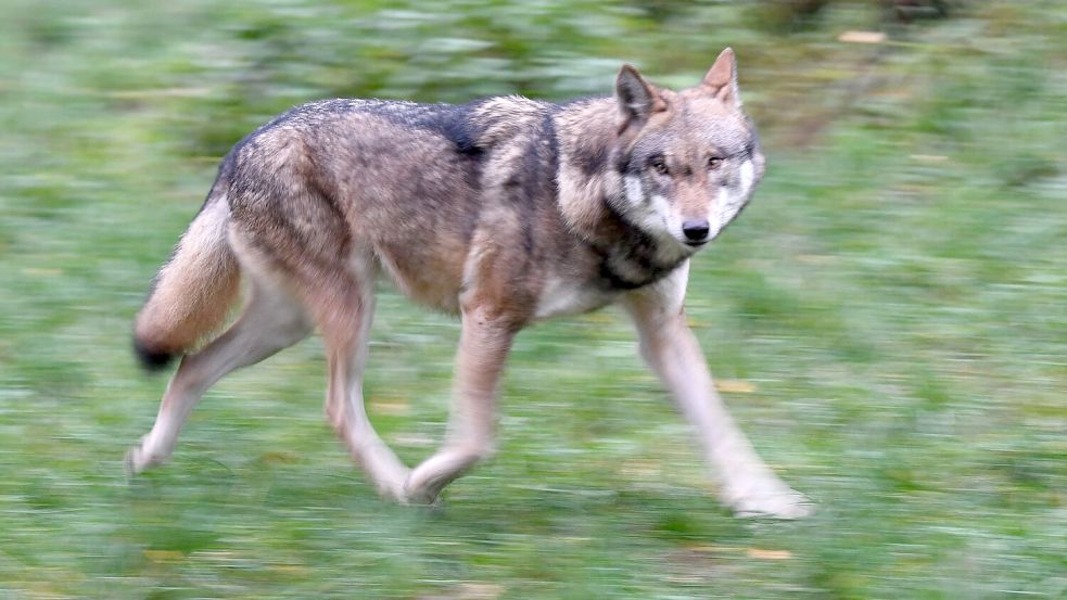 Eigentlich eher scheu: Wölfe meiden üblicherweise den Menschen. Foto: Carsten Rehder
