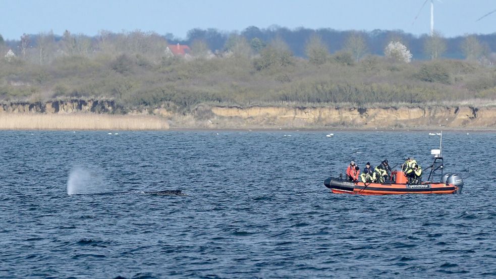 Am Dienstag wurde die Rettungsaktion am frühen Abend vorerst beendet, um dem Wal Ruhe zu gönnen. (Archivbild) Foto: Stefan Sauer