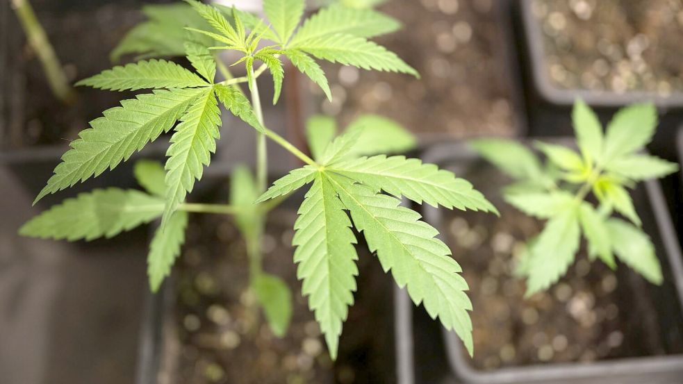 Erwachsene dürfen bis zu drei Cannabispflanzen daheim anbauen. (Symbolbild) Foto: Sebastian Gollnow