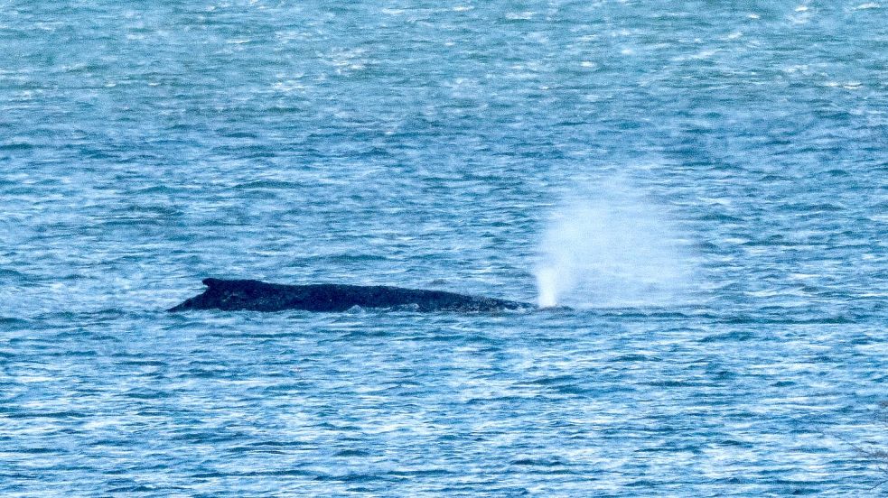 Der Buckelwal lag zuletzt vor der Insel Poel. (Archivbild) Foto: Stefan Sauer