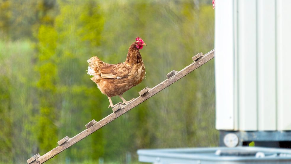 Ein Huhn im eigenen Garten? Darauf kommt es an. Foto: IMAGO/P.Nowack