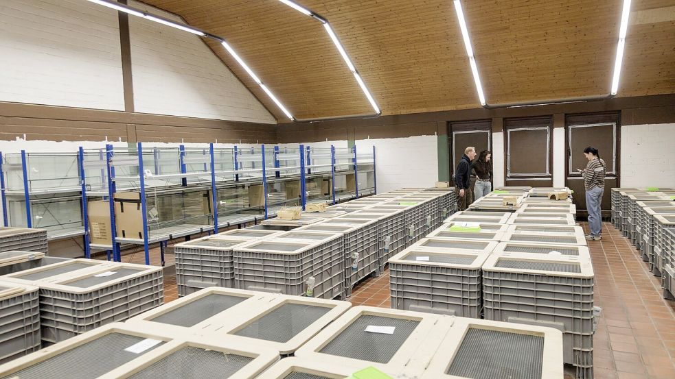 In Großboxen werden im NRW-Artenschutzzentrum in Metelen rund 160 Feldhamster für die Zucht gehalten. Foto: David-Wolfgang Ebener