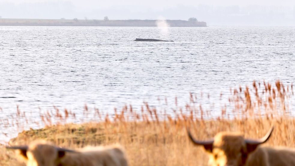 Die Umgebung des Wals wurde am Donnerstag für eine mögliche Bergung vermessen. Foto: Marcus Golejewski