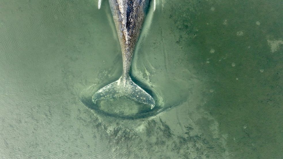 Der genaue Zustand des Buckelwals ist unklar. Foto: Florian Manz/Greenpeace Germany/