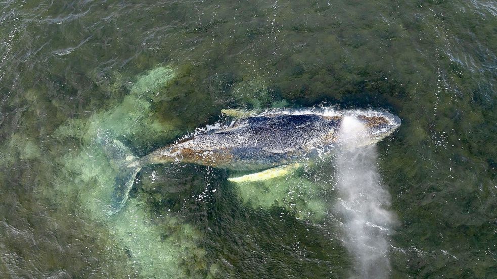 Der Sterbeprozess eines gestrandeten Wales kann sich hinziehen. Foto: Daniel Müller/Greenpeace German