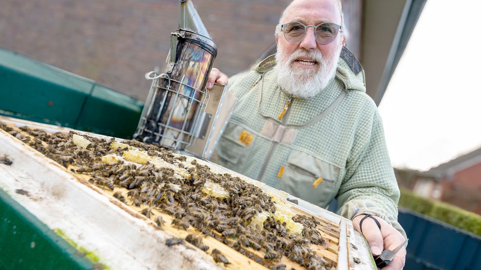 Die Bienen sind schon aktiv: Für das Foto hat Martin Kocks eine Beute geöffnet. Den Smoker, aus dem beruhigender Rauch kommt, braucht er nur selten. Bleibe er ruhig, seien die Bienen es auch. Normalerweise trägt der Imker einen Schleier, aber nur, damit keine Bienen hinter die Brille geraten. Foto: Klaus Ortgies
