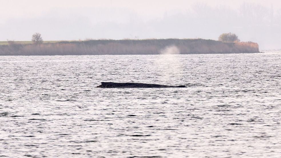 Um den Buckelwal herum ist eine Sperrzone eingerichtet worden. Foto: Marcus Golejewski