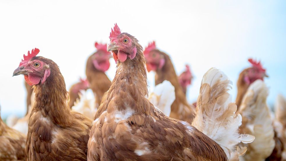 Wegen Vogelgrippe und Newcastle Disease sind in den vergangenen Monaten Hunderttausende Legehennen gestorben. (Symbolbild) Foto: Klaus-Dietmar Gabbert