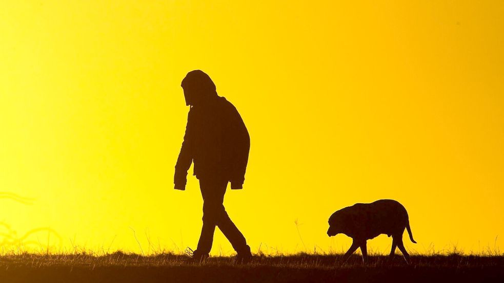 Viele Hundebesitzer bekommen es nicht mit, wenn ihre Tiere leiden. (Symbolbild) Foto: Julian Stratenschulte
