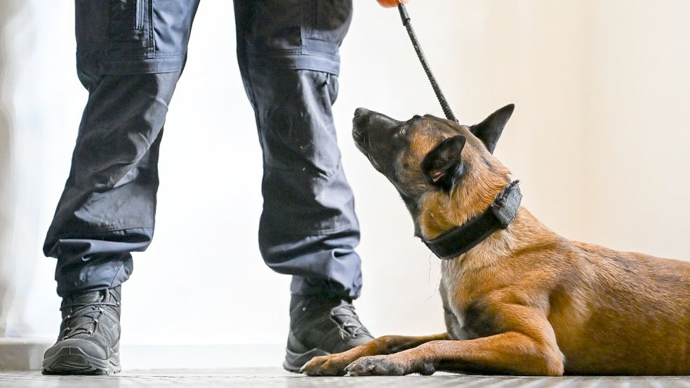 Nicht immer ist es leicht zu erkennen, wenn Tiere leiden. (Symbolbild) Foto: Jens Kalaene