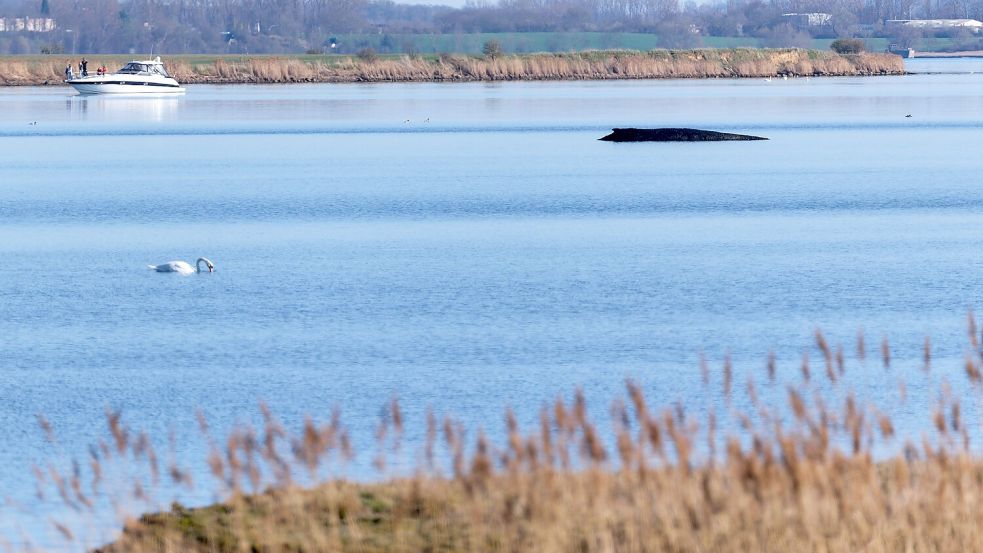 Der Buckelwal vor der Insel Poel. Nachdem die Rettungsversuche am Mittwoch eingestellt wurden, gibt es für den inzwischen sehr geschwächten Meeressäuger wohl keine Hoffnung mehr. Foto: Marcus Golejewski