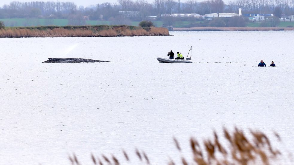Um die Austrocknung der Haut zu verhindern, befeuchtet die Feuerwehr den Wal. Foto: Marcus Golejewski