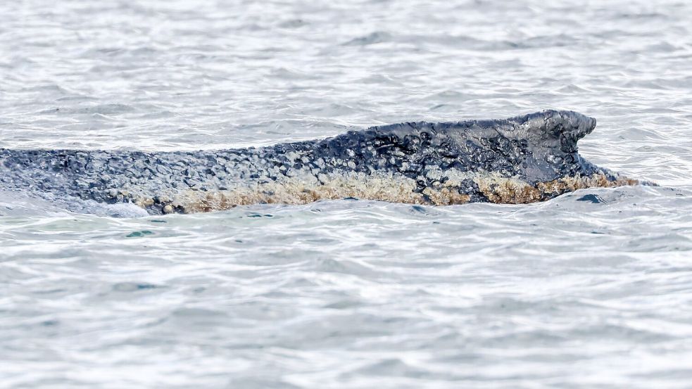 Die Haut des geschwächten Buckelwals soll befeuchtet werden. (Archivbild) Foto: Bodo Marks