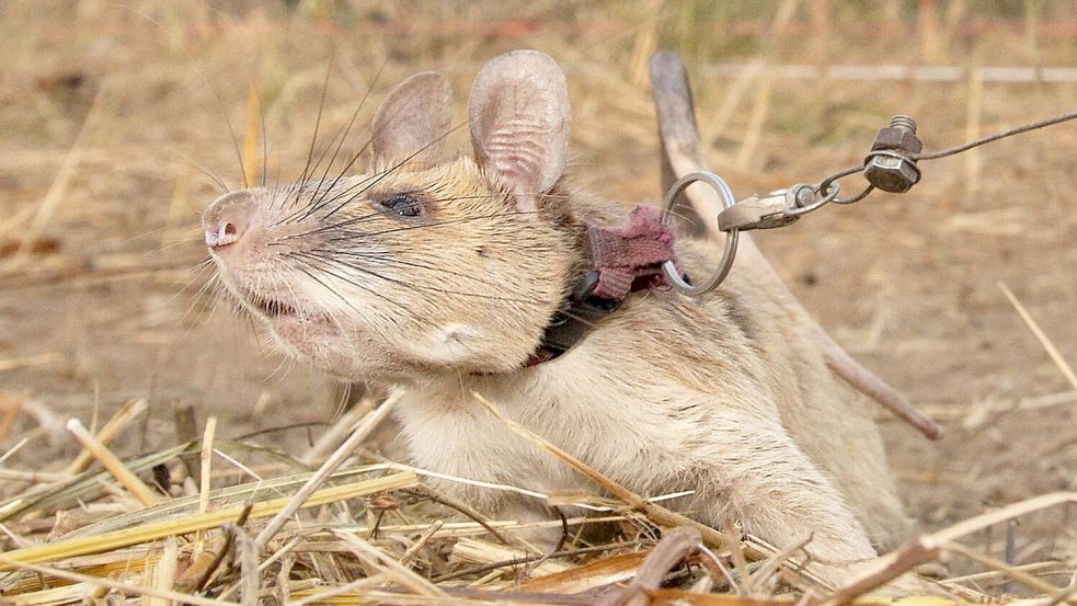 Magawa war ein wahrer Meisterschnüffler, wenn es um Minen ging. (Archivbild) Foto: Pdsa