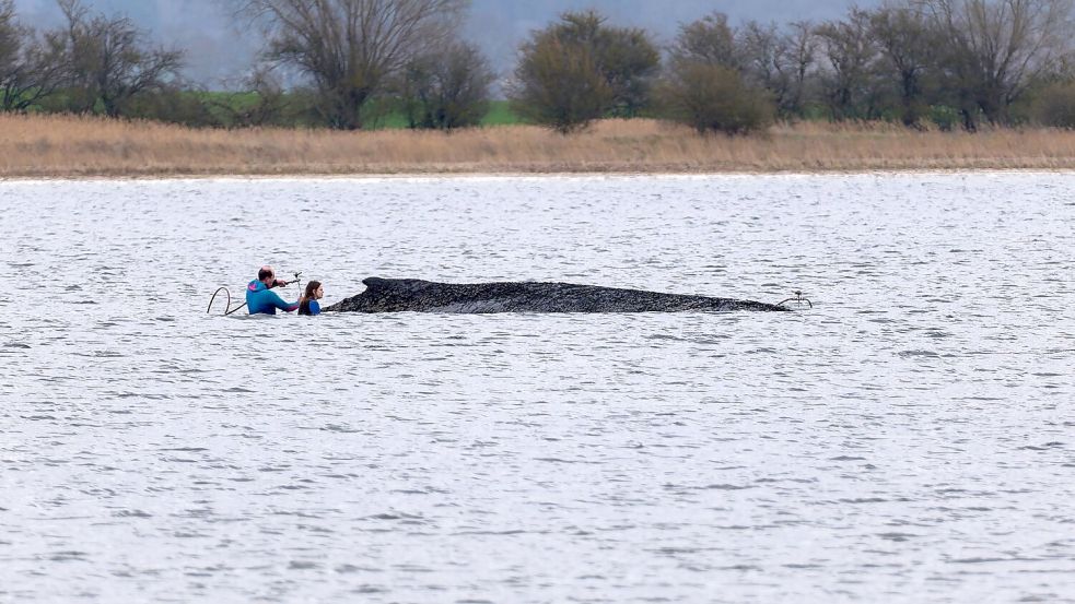 Einsatzkräfte der Feuerwehr benetzen den Rücken des Wals, der aus dem Wasser ragt. Foto: Marcus Golejewski