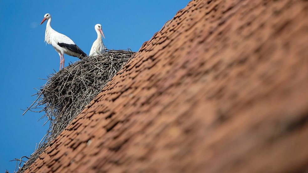 Ein Weißstorch-Paar steht bei blauem Himmel in seinem Horst. Petershagen im Kreis Minden-Lübbecke gilt mit seinen zahlreichen Horsten als Storchenhauptstadt von Nordrhein-Westfalen. Foto: David Ebener