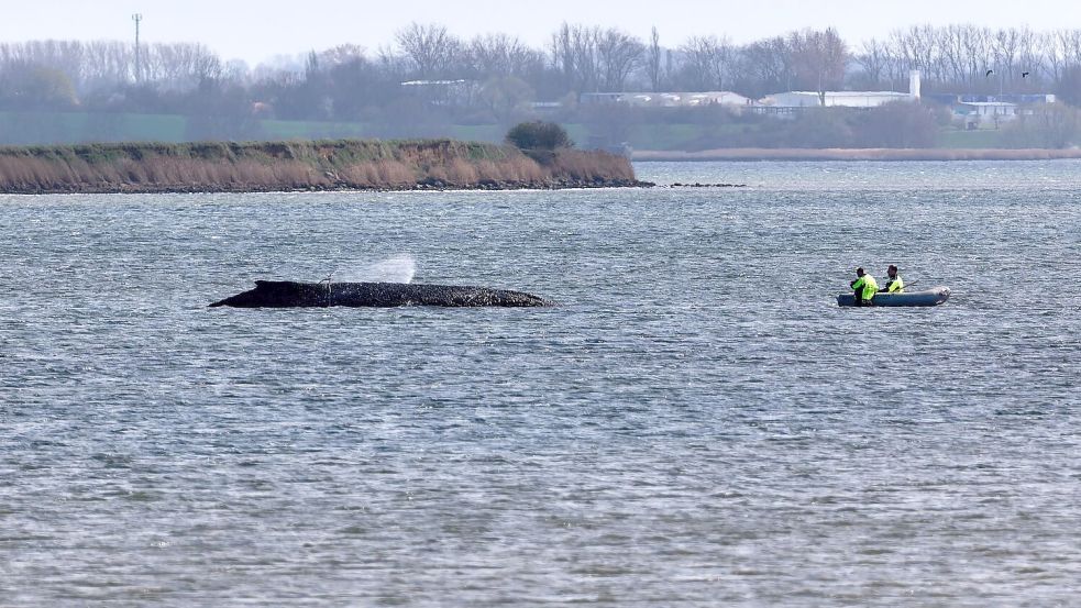 Einsatzkräfte der Feuerwehr benetzen den Rücken des Wals, der aus dem Wasser ragt. Foto: Marcus Golejewski