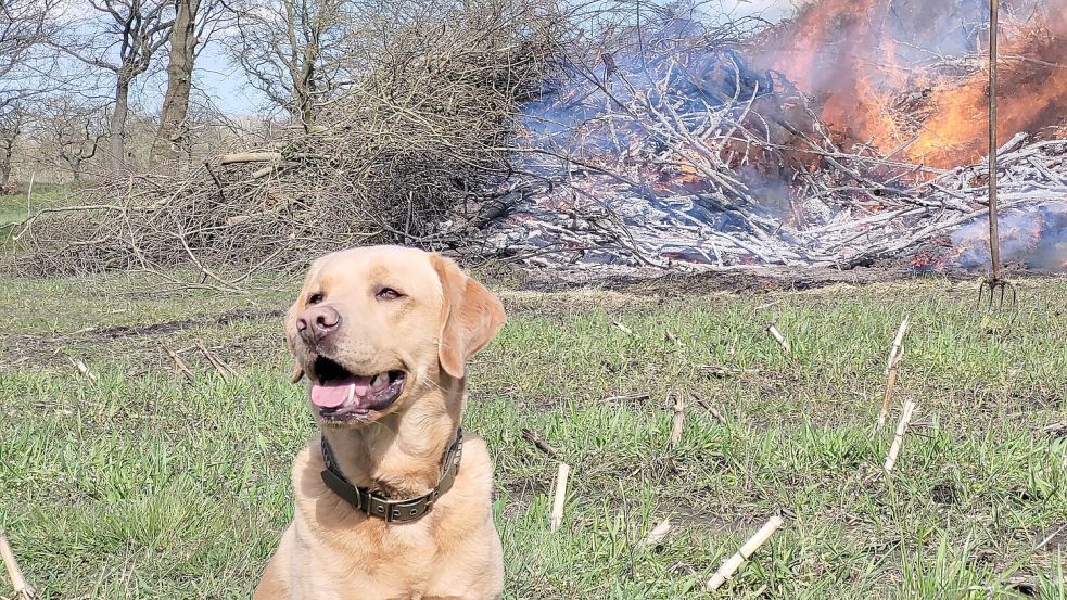 Alf der Labrador vor einem Osterfeuer in Holtrop. Foto: Torsten Schallmaier