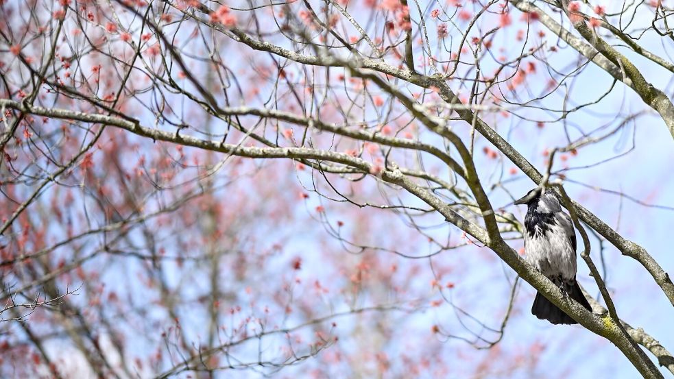 Damit es für die Vogelwelt ein gutes Frühjahr wird, ist es laut dem Experten wichtig, dass es nicht zu trocken wird. (Archivbild) Foto: Britta Pedersen/dpa