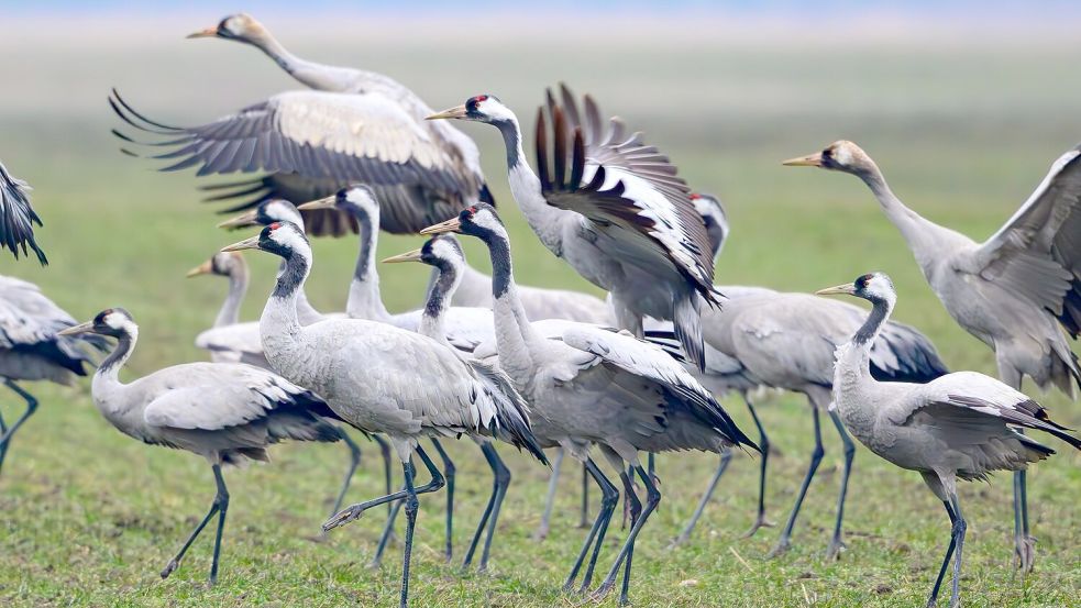 Im vergangenen Herbst sind viele Kraniche an der Vogelgrippe gestorben. (Archivbild) Foto: Patrick Pleul