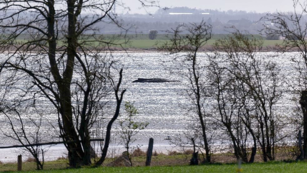 Jetzt soll auch die Wasserqualität geprüft werden. Foto: Marcus Golejewski