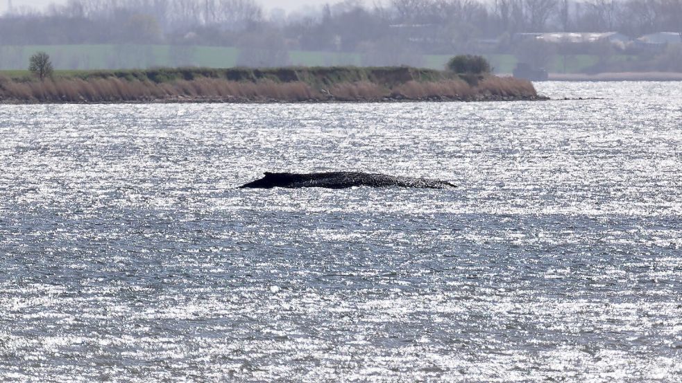 Sein Körpergewicht drückt den aus dem Wasser ragenden Wal tiefer in den Meeresgrund. Foto: Marcus Golejewski