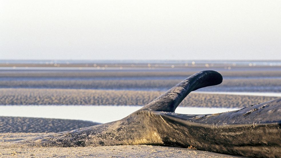 Immer wieder stranden Wale an den deutschen Küsten. Foto: IMAGO/Zoonar