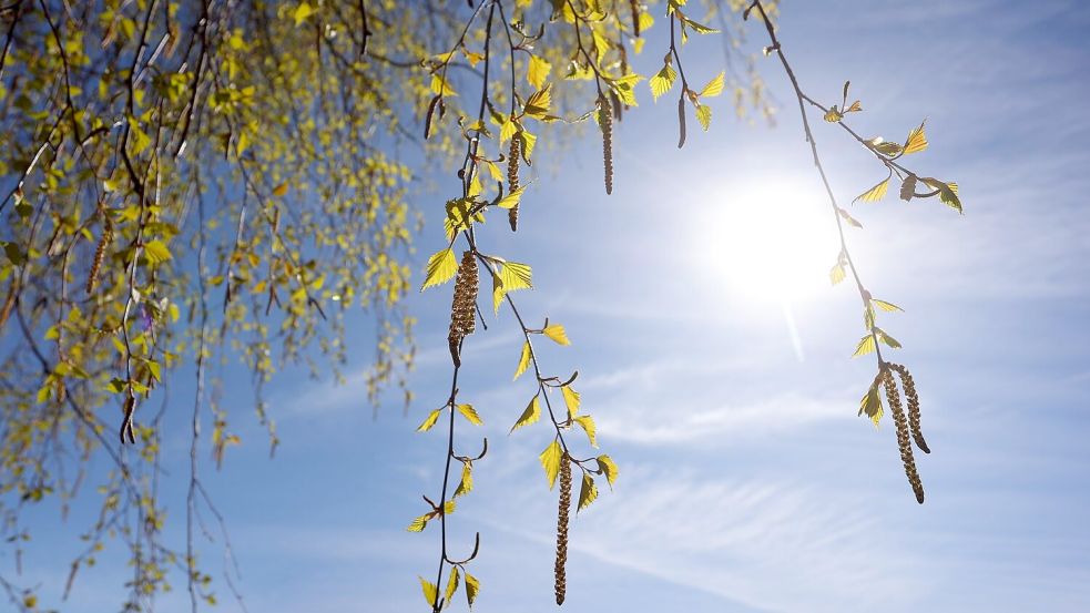 „Momentan blühen deutschlandweit die Birken, deshalb haben wir eine sehr hohe Konzentration“, sagt Carola Grundmann von der Human-Biometeorologie des DWD. (Symbolbild) Foto: Karl-Josef Hildenbrand