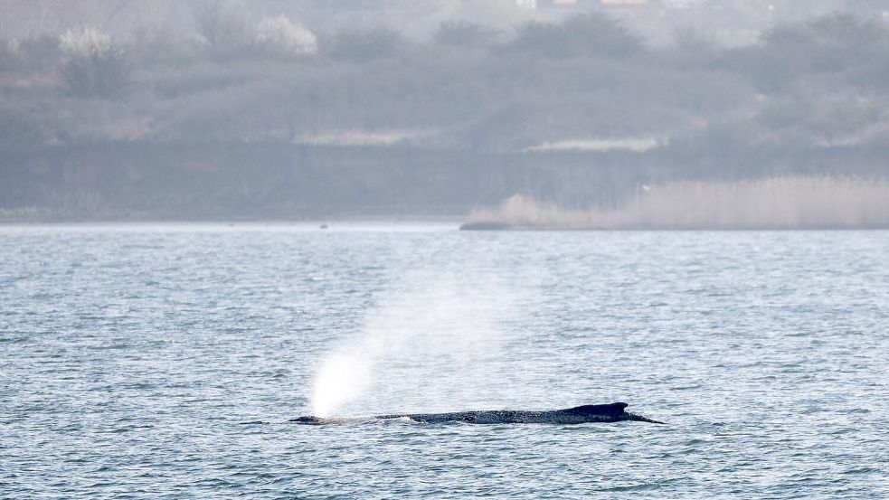 Der Buckelwal liegt noch immer in der Wismarer Bucht. Foto: Philip Dulian/dpa