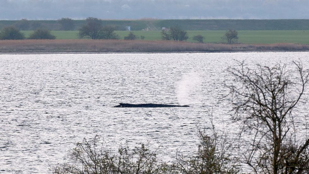 Das Umweltministerium Mecklenburg-Vorpommern hat entschieden, den Wal vor der Insel Poel weiter in Ruhe zu lassen. (Archivbild) Foto: Marcus Golejewski