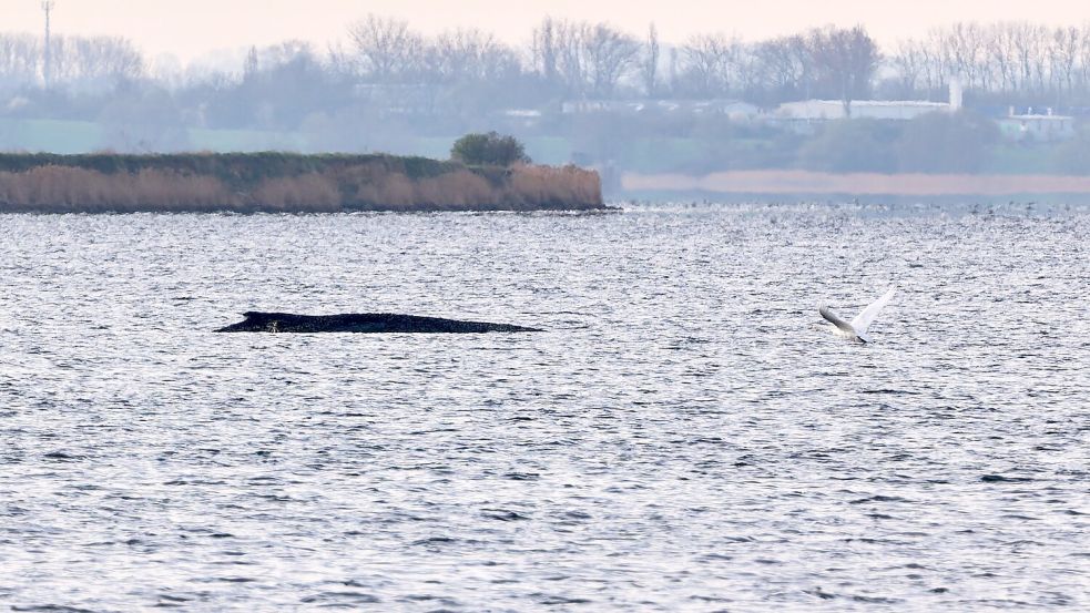 Auch am Freitagmorgen bleibt die Lage des vor der Insel Poel gestrandeten Buckelwals unverändert. (Symbolbild) Foto: Marcus Golejewski