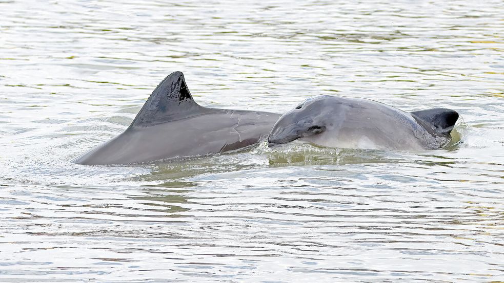Jedes Jahr im Frühjahr tummeln sich an der Küste und im Jadebusen Schweinswale. Foto: Michael Hillmann