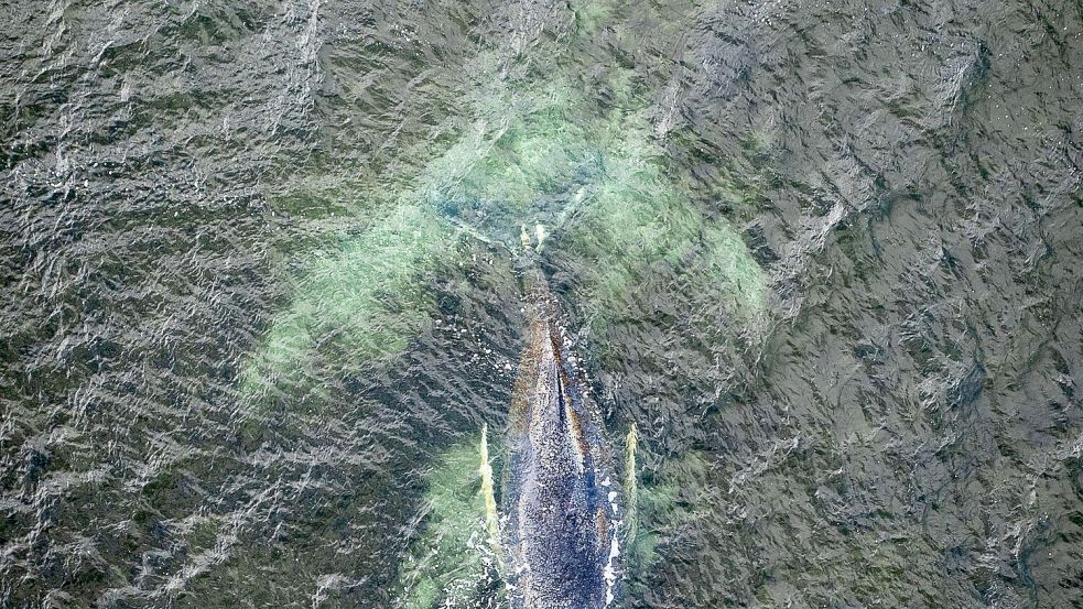 Nach der geglückten Rettung des in der Ostsee gestrandeten Buckelwals in Niendorf gibt es harsche Kritik an dem Meeresbiologen Robert Marc Lehmann. Foto: Daniel Müller