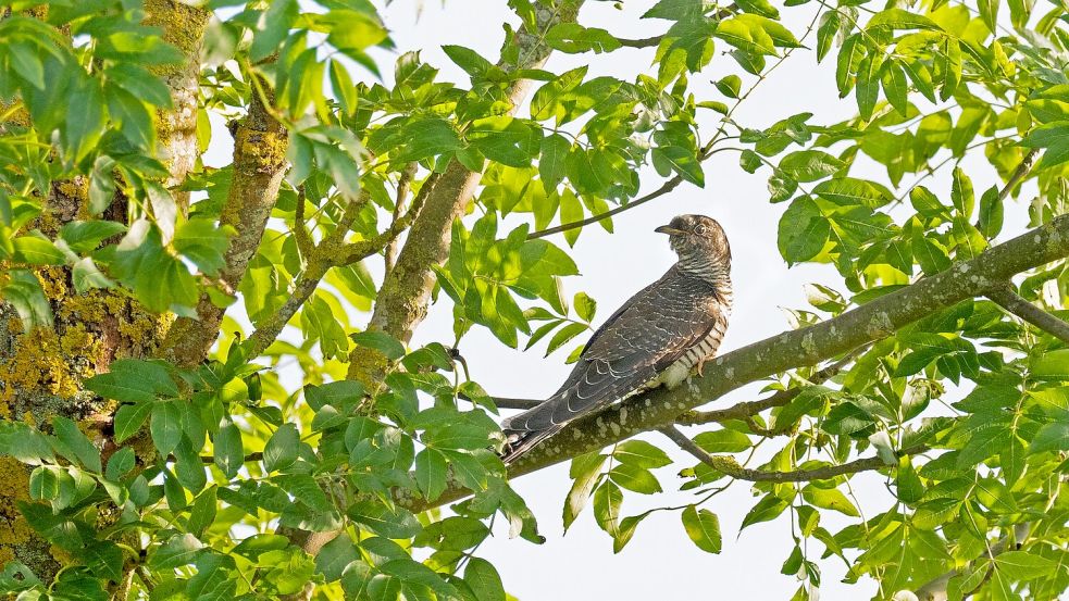 Bei den Kuckucken hört man in der Regel nur die Männchen rufen. (Symbolbild) Foto: picture alliance/dpa
