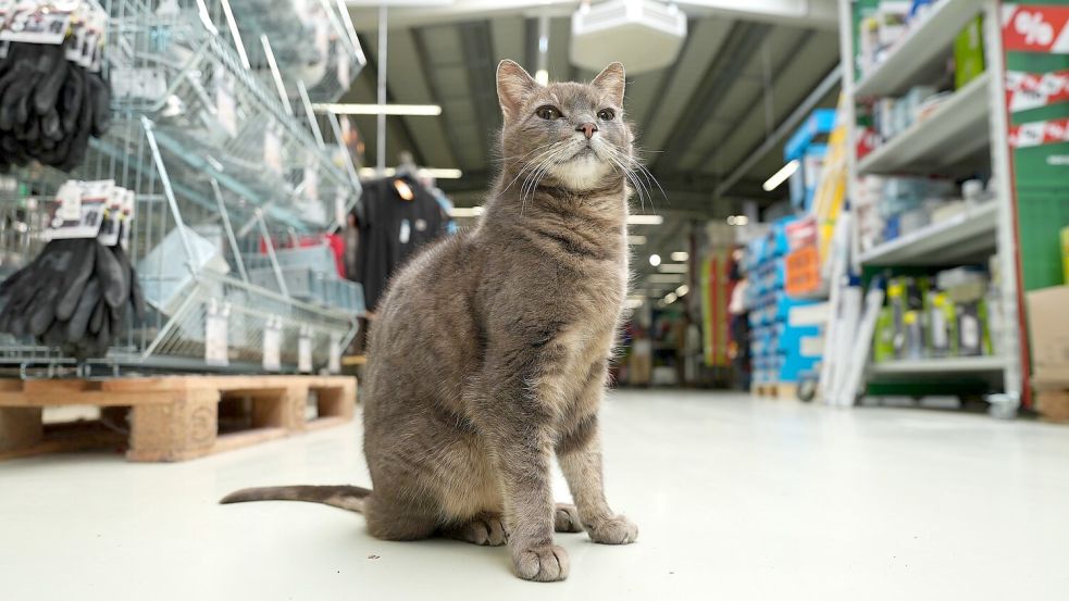 Wenn Lotti nicht auf ihrem Platz döst, geht sie auf Erkundungstour durch den Markt. Foto: Marcus Brandt/dpa