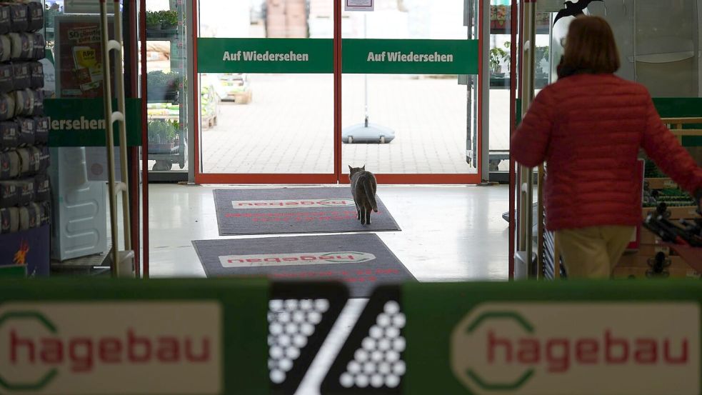 Zum Schlafen verlässt Lotti den Markt. Foto: Marcus Brandt/dpa