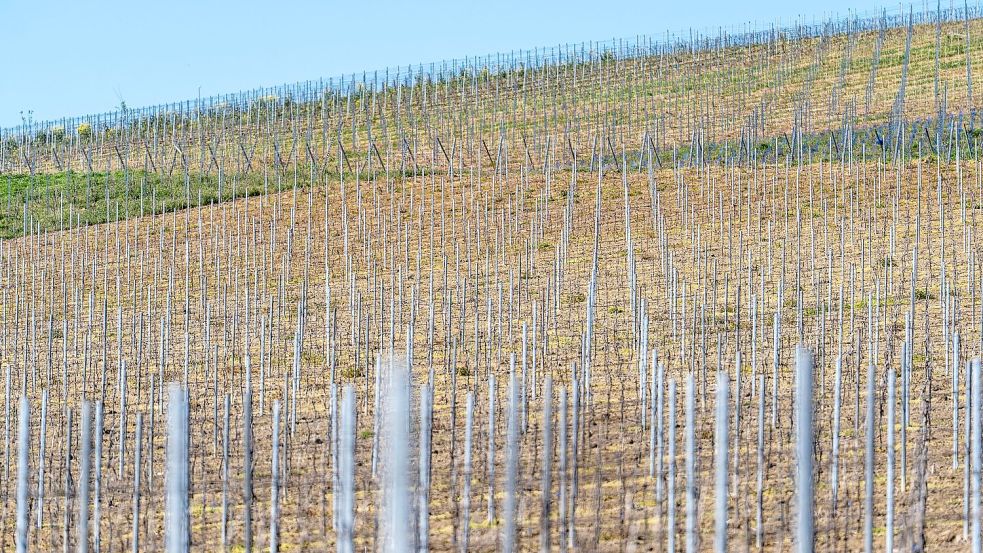 Die gesamte Rebfläche in Deutschland wird kleiner. (Symbolbild) Foto: Andreas Arnold
