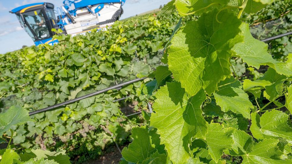 Piwis sind in Norddeutschland besonders gefragt. (Archivbild) Foto: Stefan Sauer