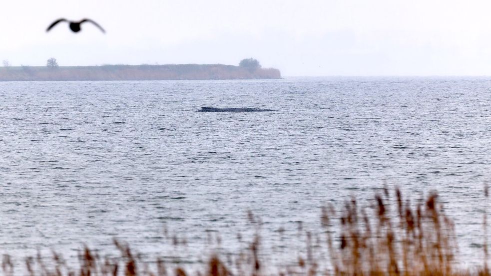 Der Buckelwal atmet inzwischen schwächer. Foto: Marcus Golejewski