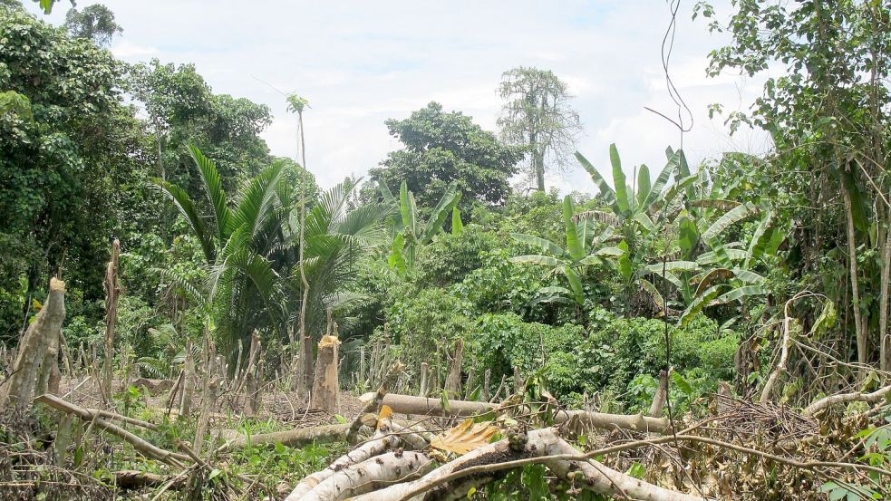 Der Zyklon „Maila“ hat Teile von Papua-Neuguinea mit voller Wucht getroffen. (Symbolbild) Foto: Christiane Oelrich/dpa