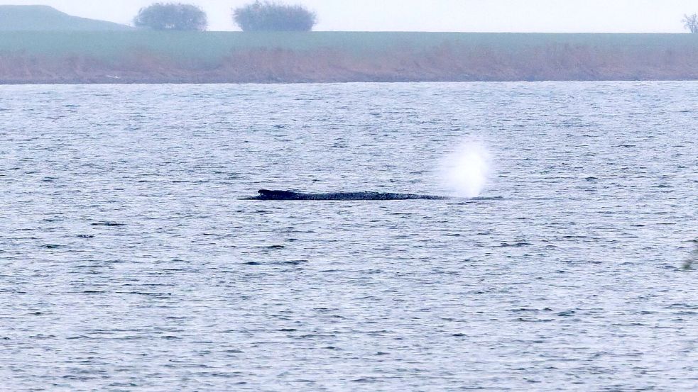 Der Zustand des gestrandeten Wals vor der Insel Poel ist unverändert. (Archivbild) Foto: Marcus Golejewski