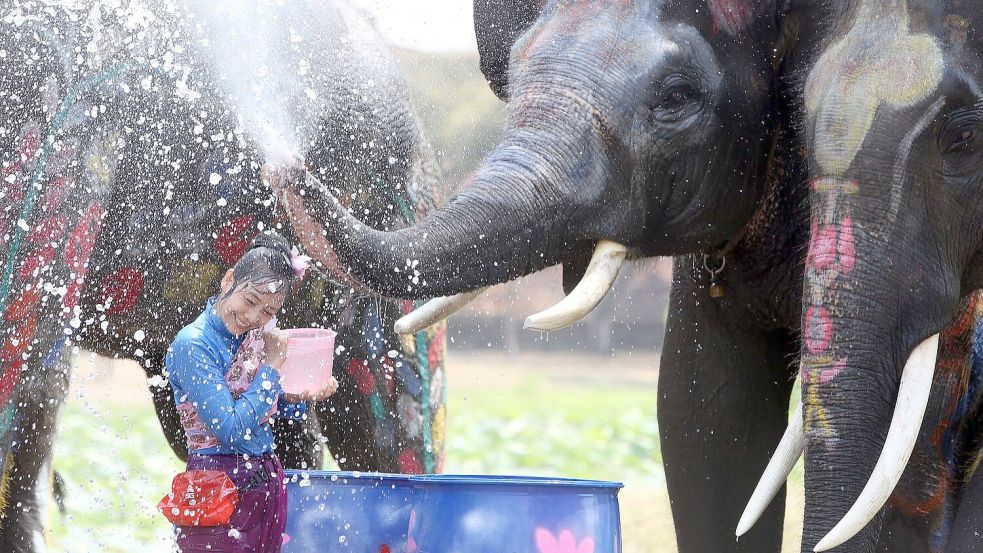 In der ehemaligen Hauptstadt Ayutthaya spritzen auch Elefanten munter mit. Foto: Rachen Sageamsak/XinHua/dpa