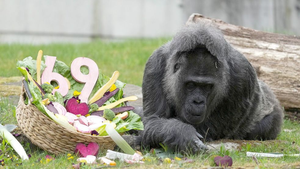 Zu ihrem Ehrentag gibt es einen Korb voller Gemüse für die Gorilla-Dame. Foto: Sven Kaeuler