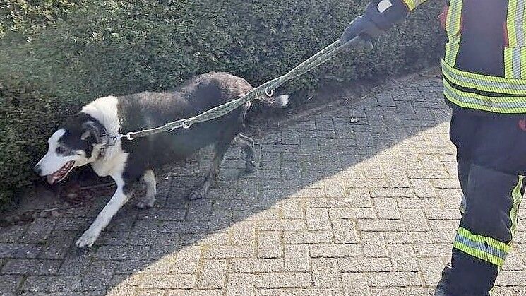 Die Feuerwehr befreite den Hund aus seiner misslichen Lage. Foto: Polizei