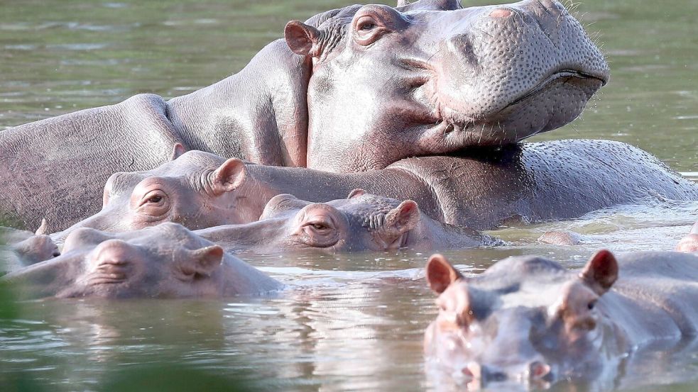 Die Flusspferde in Kolumbien pflanzen sich kräftig fort. (Archivbild) Foto: Fernando Vergara/AP/dpa